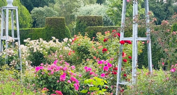 Roses at Waterperry Gardens in Oxfordshire